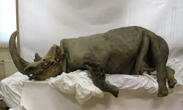 Отлично сохранившаяся в вечной мерзлоте самка шерстистого носорога (Coelodonta antiquitatis) Отлично сохранившаяся в вечной мерзлоте самка шерстистого носорога (Coelodonta antiquitatis)