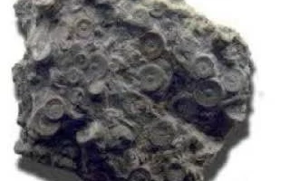 На Камчатке нашли окаменелые металлические зубчатые цилиндры